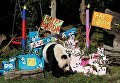 Гигантская панда Ян Ян отмечает день рождения ее близнецов в зоопарке Шенбрунн в Вене