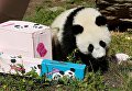 Детеныши панды отмечают свой первый день рождения в зоопарке Вены