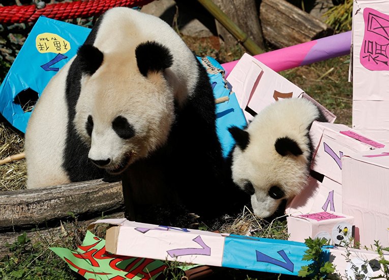 Детеныши панды отмечают свой первый день рождения в зоопарке Вены