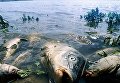 Мор рыбы в Николаевской области