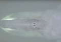 В Хабаровском крае в устье реки застрял 13-метровый гренландский кит