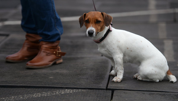 Собака породы Джек Рассел терьер на международной выставке собак