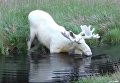 В Швеции обнаружили редкого белого лося. Видео
