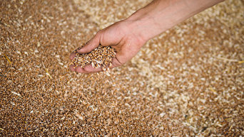 Уборка зерновых. Архивное фото