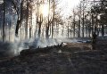 В Запорожье в заповеднике Остров Хортиця спасатели ликвидировали лесной пожар