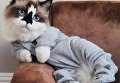Коротколапый кот Альберт