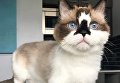 Коротколапый кот Альберт