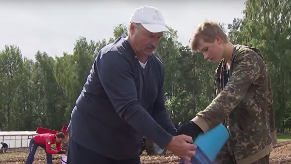 Александр Лукашенко убирает картошку