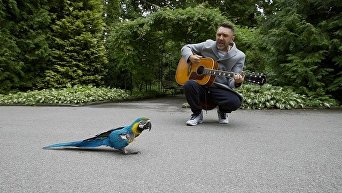 Сергей Шнуров спел песню для попугая из калининградского зоопарка