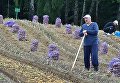 Президент Беларуси Александр Лукашенко на уборке урожая картофеля