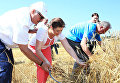 Мастер-класс от Президент Беларуси Александра Лукашенко по уборке зерновых серпом