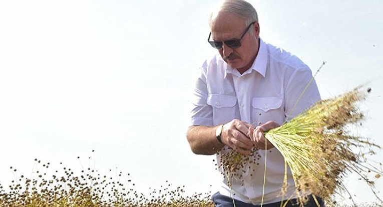 Александр Лукашенко дал мастер-класс по уборке льна, как это делали в старину
