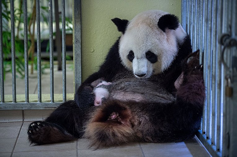 Маленький Юань Цзы - первая панда Франции
