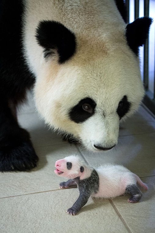 Маленький Юань Цзы - первая панда Франции