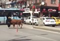 В Турции разъяренный бык набросился на женщину прямо в центре города. Видео
