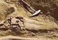 В США на стройплощадке археологи обнаружили кости динозавра. Видео