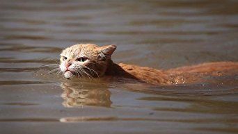 Кот, переживший ураган Харви в США
