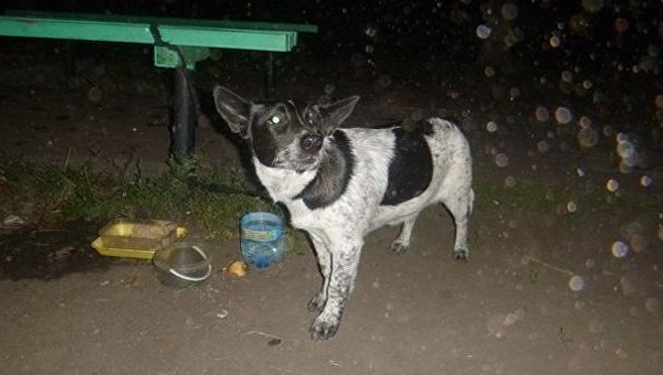 В Киеве на ул. Туполева, 20, местные жители нашли собаку, привязанную к лавочке, а рядом — записку.