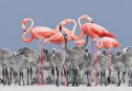 Работа фотографа Алехандро Прието Рохас Кормление фламинго, получившая главный приз в категории Лучший портрет  в конкурсе Bird Photographer of the Year 2017