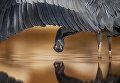 Работа фотографа Ahmad Alessa Grey Heron looking under wing, занявшая второе место в категории Внимание к деталям в конкурсе Bird Photographer of the Year 2017