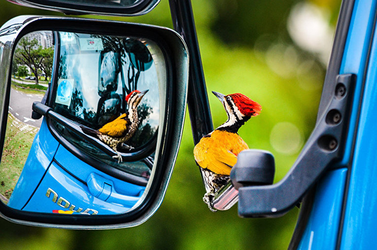 Работа фотографа Kelvin Dao Woodpecker in car mirror завоевавшая, почетное упоминание в категории Птицы в саду в конкурсе Bird Photographer of the Year 2017