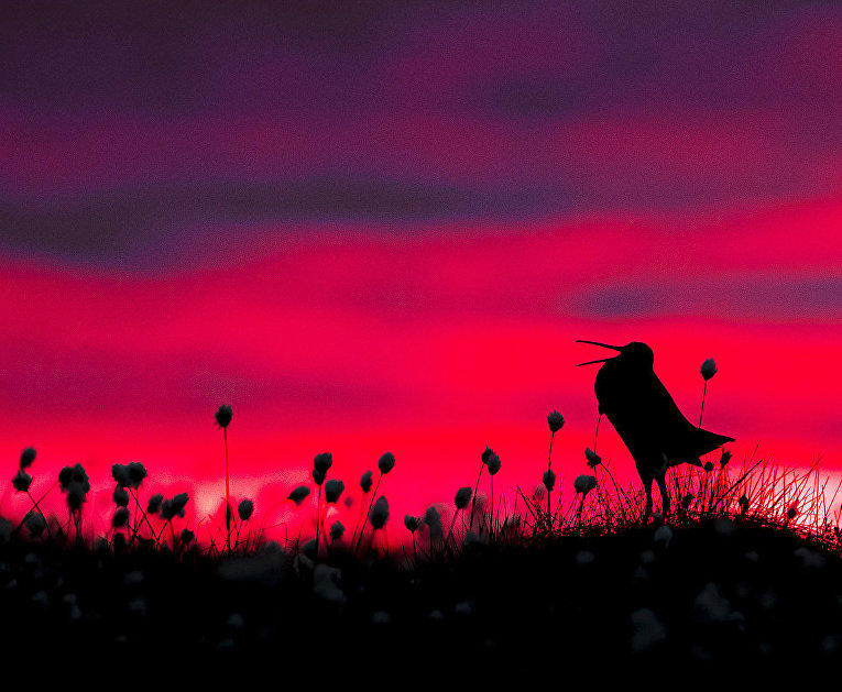 Работа фотографа Torsten Green-Petersen Great Snipe silhouette, завоевавшая почетное упоминание в категории Поведение птиц в конкурсе Bird Photographer of the Year 2017