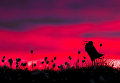Работа фотографа Torsten Green-Petersen Great Snipe silhouette, завоевавшая почетное упоминание в категории Поведение птиц в конкурсе Bird Photographer of the Year 2017