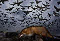 Работа фотографа Gabor Kapus Seagulls and fox, завоевавшая почетное упоминание в категории Птицы в полете в конкурсе Bird Photographer of the Year 2017