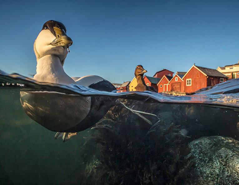 Работа фотографа Pål Hermansen Swimming Eider, занявшая третье место в категории Лучший портрет в конкурсе Bird Photographer of the Year 2017
