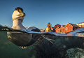 Работа фотографа Pål Hermansen Swimming Eider, занявшая третье место в категории Лучший портрет в конкурсе Bird Photographer of the Year 2017