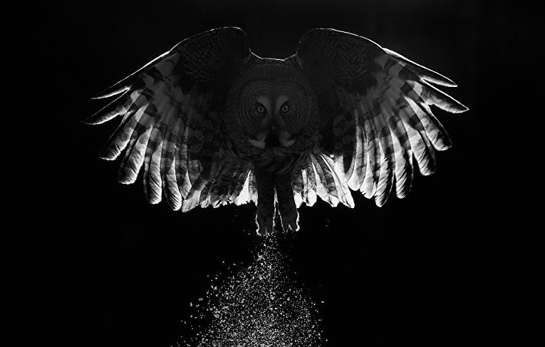 Работа фотографа Markus Varesvuo Great Grey Owl, победившая в категории Лучшее портфолио в конкурсе Bird Photographer of the Year 2017