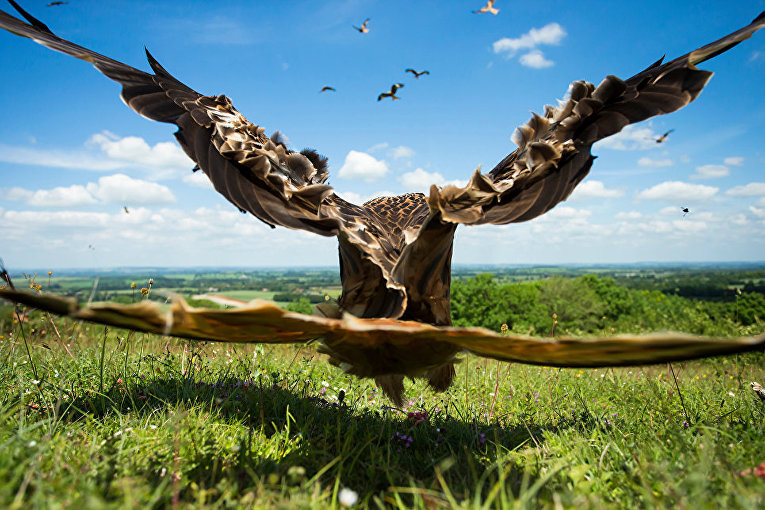 Работа фотографа Jamie Hall Red Kite close-up, занявшая второе место в категории Птицы в полете в конкурсе Bird Photographer of the Year 2017