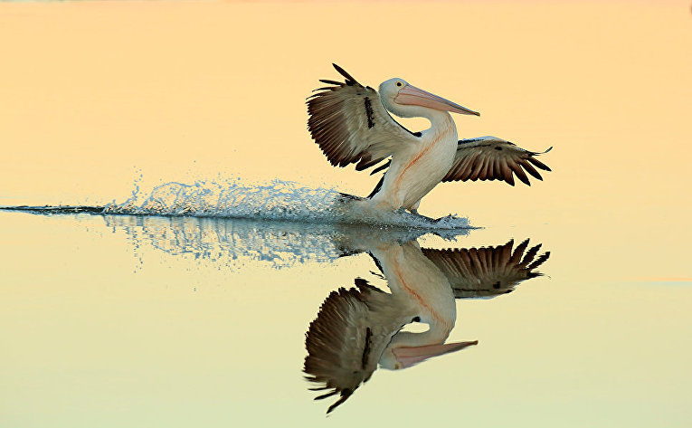 Работа фотографа Bret Charman Australian Pelican landing on water, занявшая первое место в категории Птицы в полете в конкурсе Bird Photographer of the Year 2017