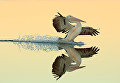 Работа фотографа Bret Charman Australian Pelican landing on water, занявшая первое место в категории Птицы в полете в конкурсе Bird Photographer of the Year 2017