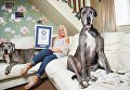 Самая большая собака Фредди со своей хозяйкой Клэр Стоунманн (Clare Stoneman)