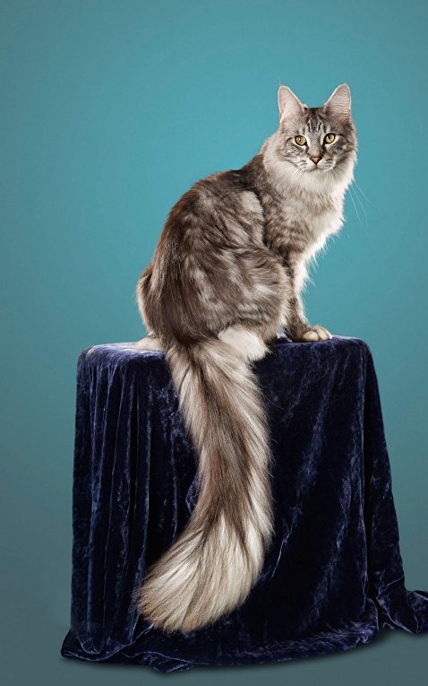 Сигнус, кот с самым длинным хвостом