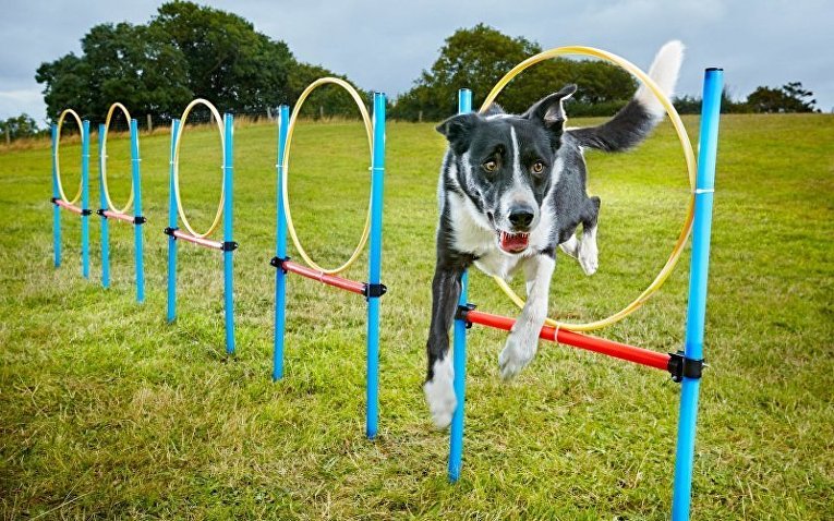 Пес Нео быстрее всех собак прыгает через 10 колец