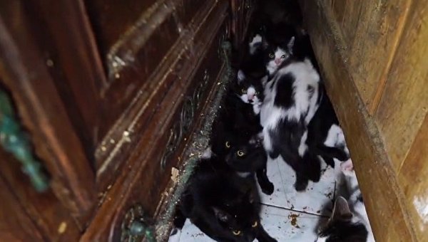 130 кошек жили в однокомнатной квартире в Париже