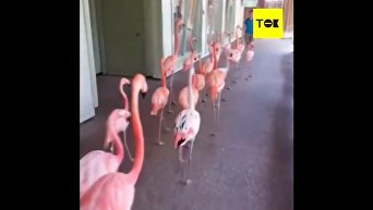 Эвакуацию фламинго из-за урагана сняли на видео
