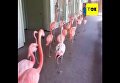 Эвакуацию фламинго из-за урагана сняли на видео