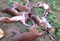В Индии в лесу нашли 12 обезьян, умерших от остановки сердца