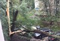 Ураган в Москве повалил деревья