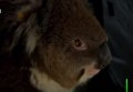 В Австралии коала проехала 16 км под крылом внедорожника и выжила
