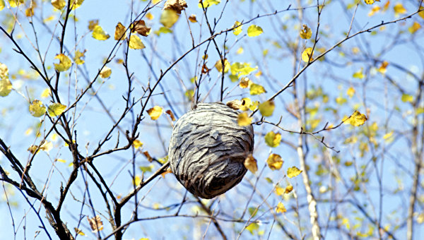 Осиное гнездо на дереве