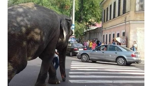 По улицам Одессы гулял слон