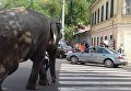По улицам Одессы гулял слон