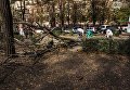 В центре Днепра упавшее дерево убило студентку