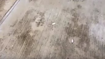 Рыбный дождь в Мексике. Видео
