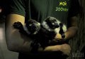 Детеныши черно-белых лемуров вари в мини-зоопарке Экзоленд, в Киеве, 27 сентября 2017 г.