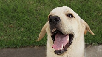 В Испании пес чувствует рак по запаху изо рта